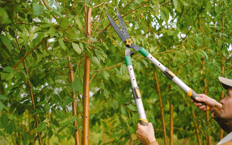 Tree trimming in Nunam Iqua, AK