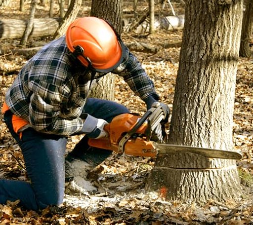 Tree Removal in Nunam Iqua, AK